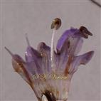  Corolla cut open to show stamens